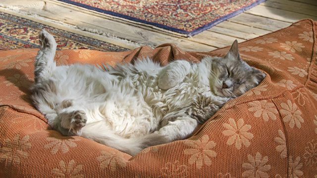 Gato-dormido